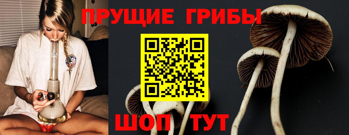 Галлюциногенные грибы Psilocybine cubensis Асбест